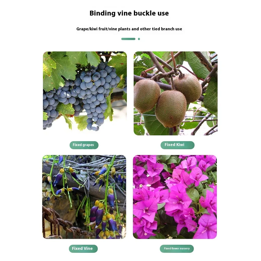 Le clip de tuteurage utilisé sur différentes plantes grimpantes